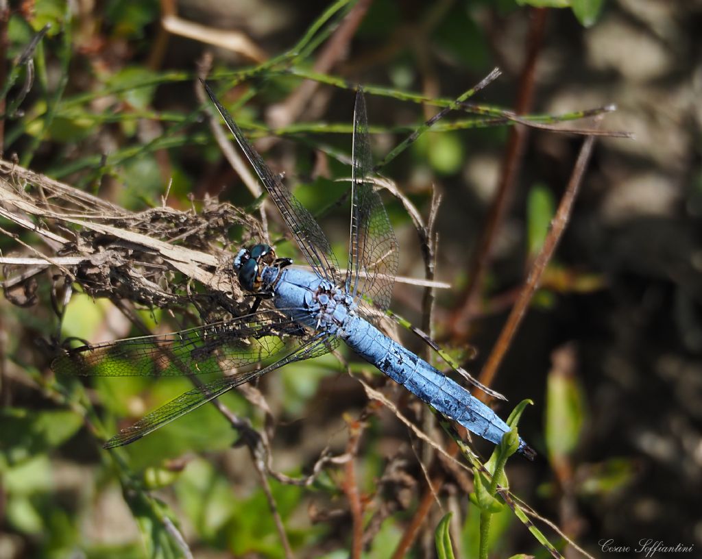 Orthetrum albistylum, O. coerulescens e O. brunneum